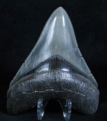 Megalodon Tooth - Glossy & Sharp #3924